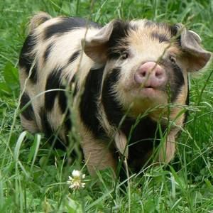 Meet your Posher, Austin